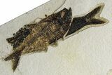 Plate of Three Fossil Fish (Diplomystus & Knightia) - Wyoming #382781-2